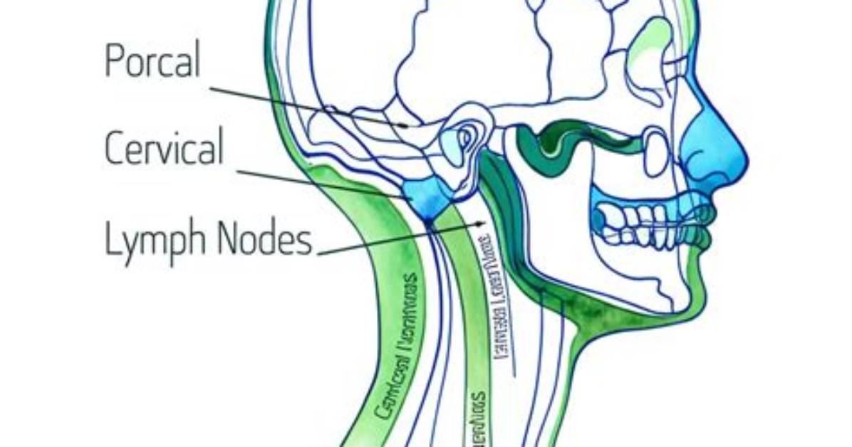 What Glands Swell with Sj%C3%B6Gren S 600. Jpg