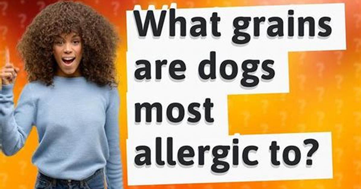 What Grains Are Dogs Most Allergic to?