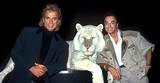 What Happened to Montecore? the White Tiger That Mauled Roy Lived a Long Life