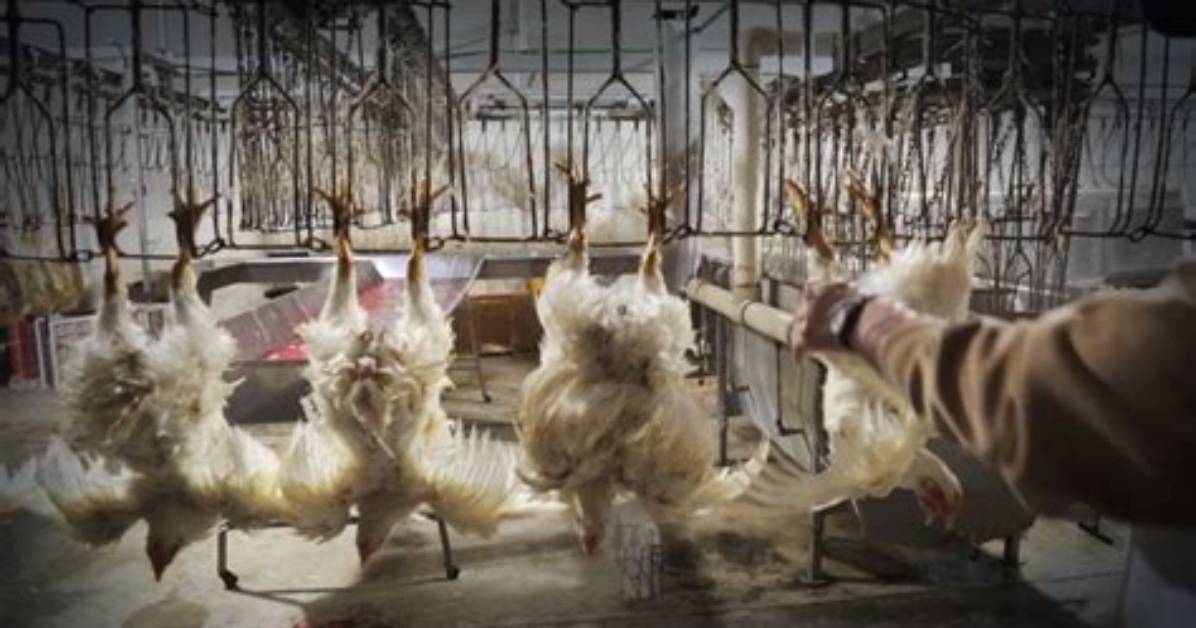 What Happens at a Slaughterhouse?