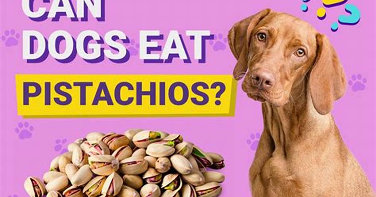 What Happens If a Dog Eats Pistachios?