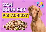 What Happens If a Dog Eats Pistachios?