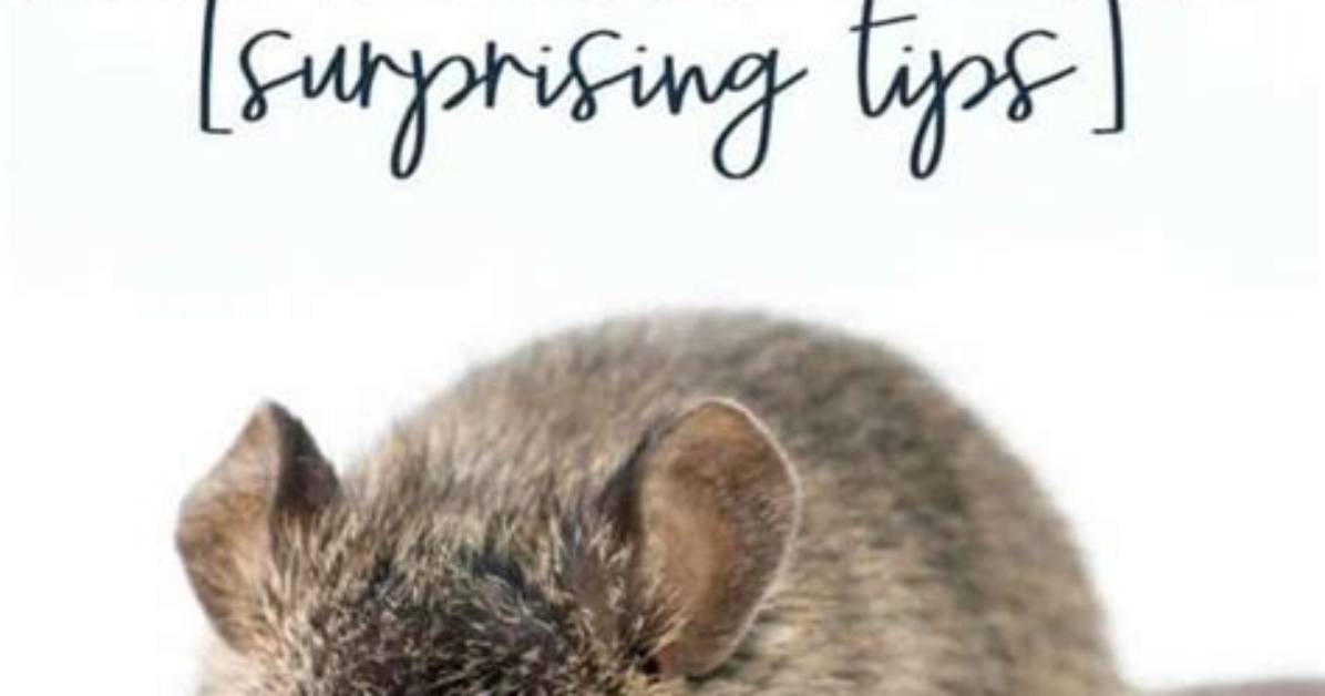 What Happens If I Vacuum Mouse Droppings?