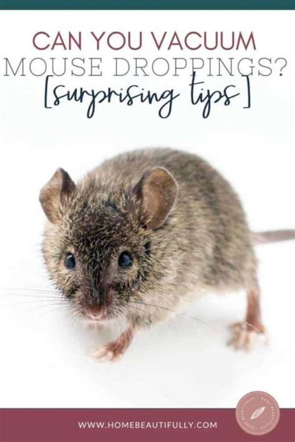 What Happens If I Vacuum Mouse Droppings?
