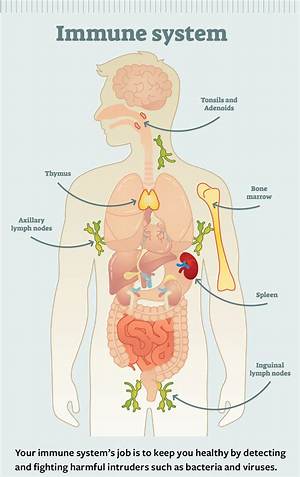 What Happens If Your Immune System Is Too Strong?