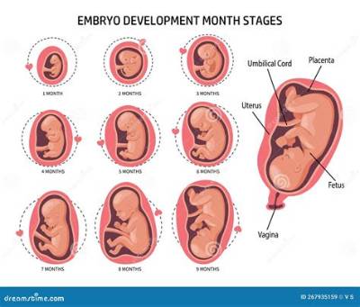 What Happens to Baby in Womb When Mother Sneezes?