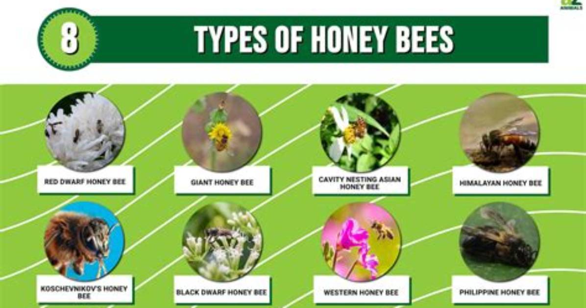 What Happens to Honey Bees When There Are Too Many Queens?