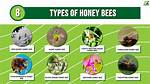 What Happens to Honey Bees When There Are Too Many Queens?