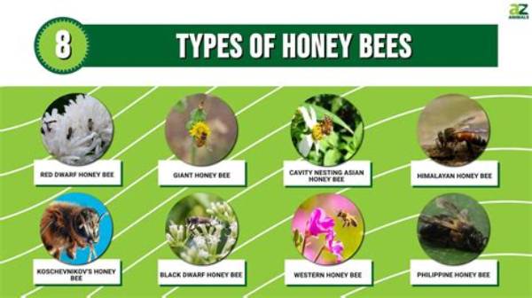 What Happens to Honey Bees When There Are Too Many Queens?