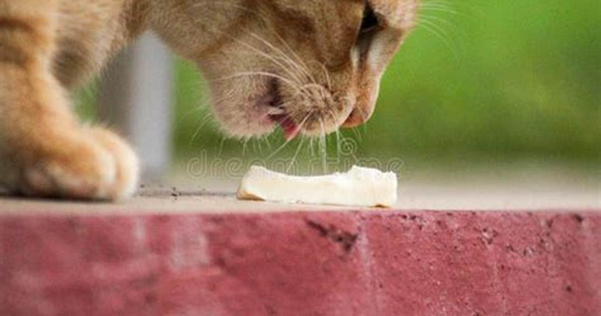 What Happens When a Cat Eats Cheese?