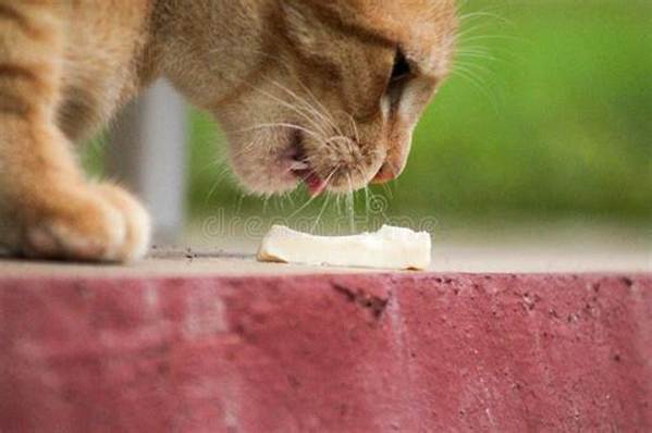What Happens When a Cat Eats Cheese?