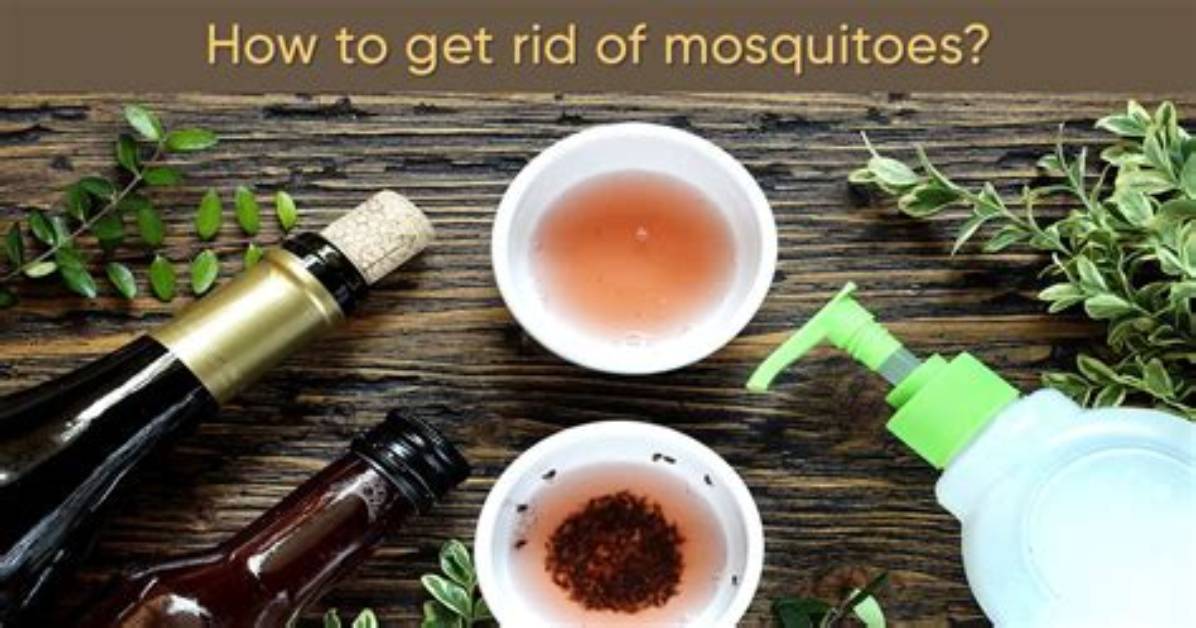 What Home Remedy Gets Rid of Mosquitoes?