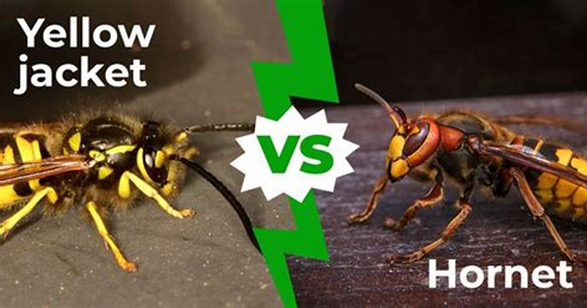 What Hurts More Hornet or Yellow Jacket?