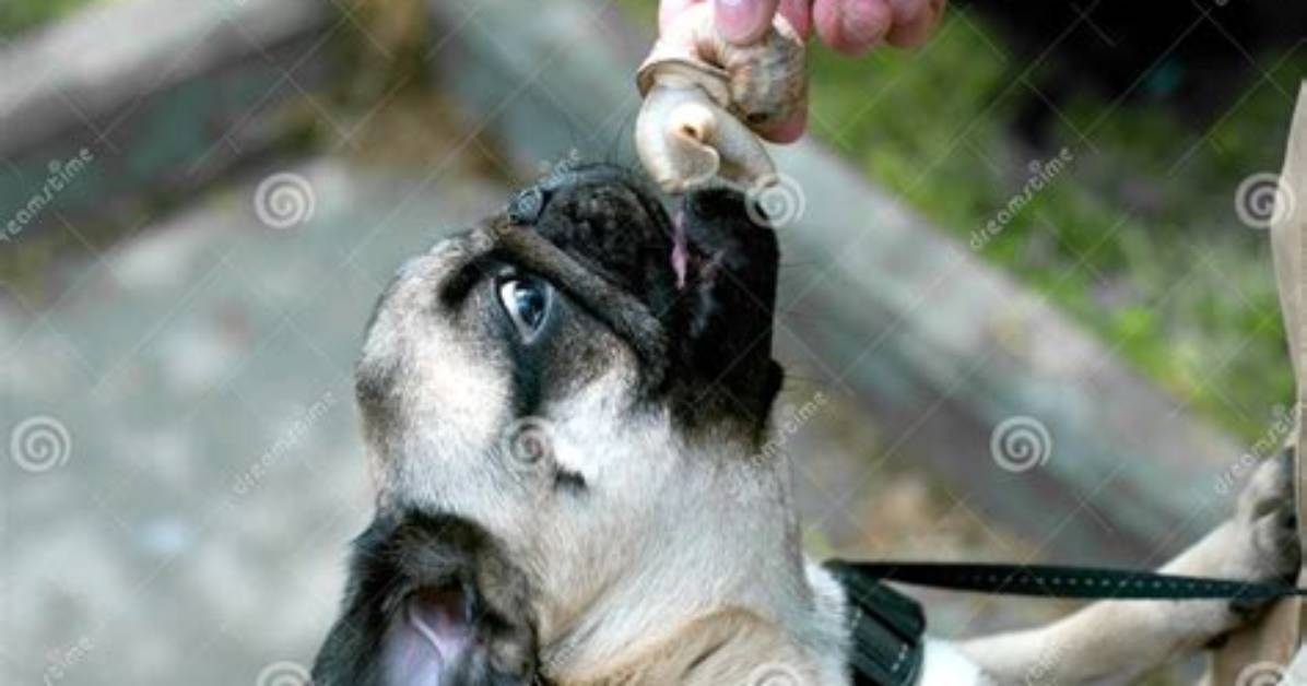 What If a Dog Eats a Snail?