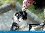 What If a Dog Eats a Snail?