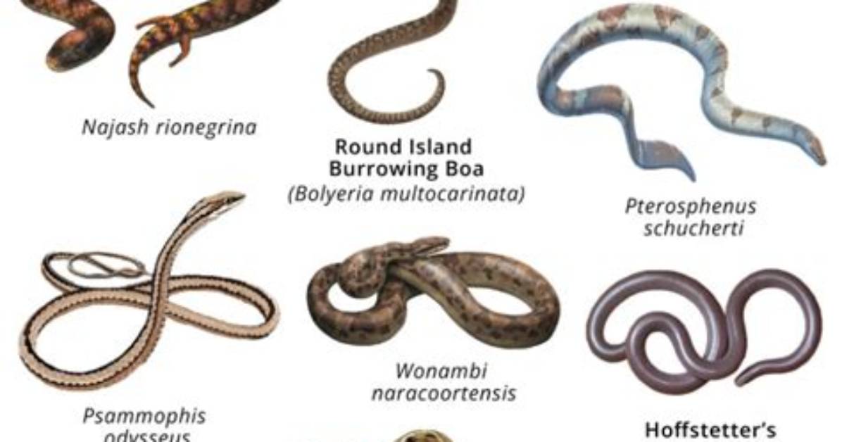 What If Snakes Went Extinct?