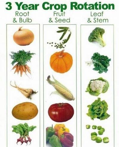 What Is 3 Year Crop Rotation?
