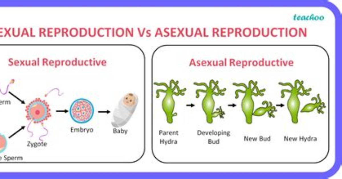 What Is a Advantage of Asexual Reproduction