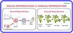 What Is a Advantage of Asexual Reproduction