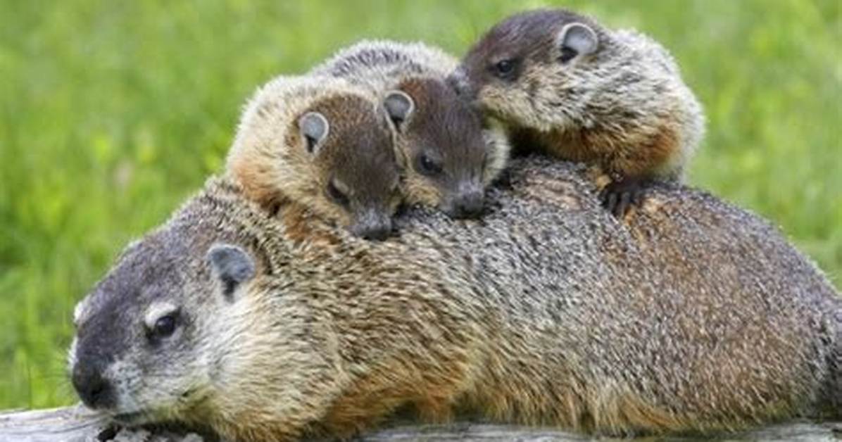 What Is a Baby Groundhog Called