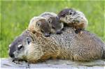 What Is a Baby Groundhog Called