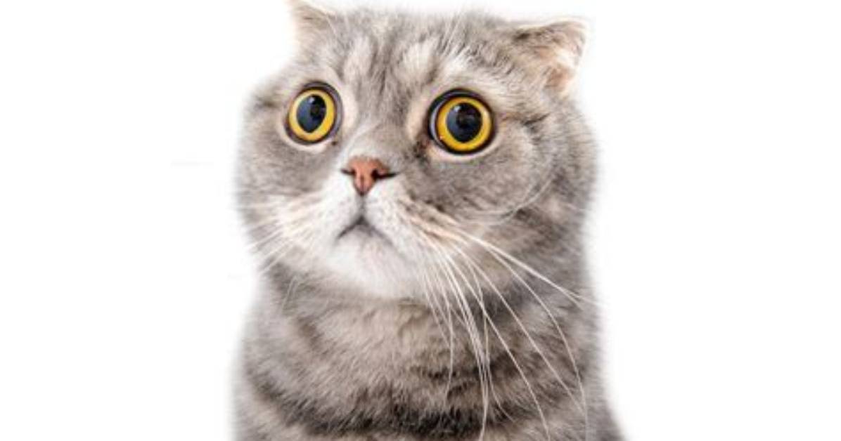 What Is a Cat Most Afraid of?