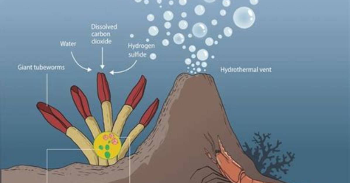 What Is a Chemosynthetic Organism?