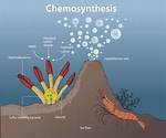 What Is a Chemosynthetic Organism?