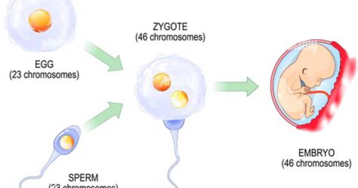 What Is a Diploid Zygote