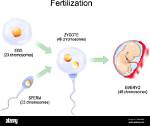 What Is a Diploid Zygote