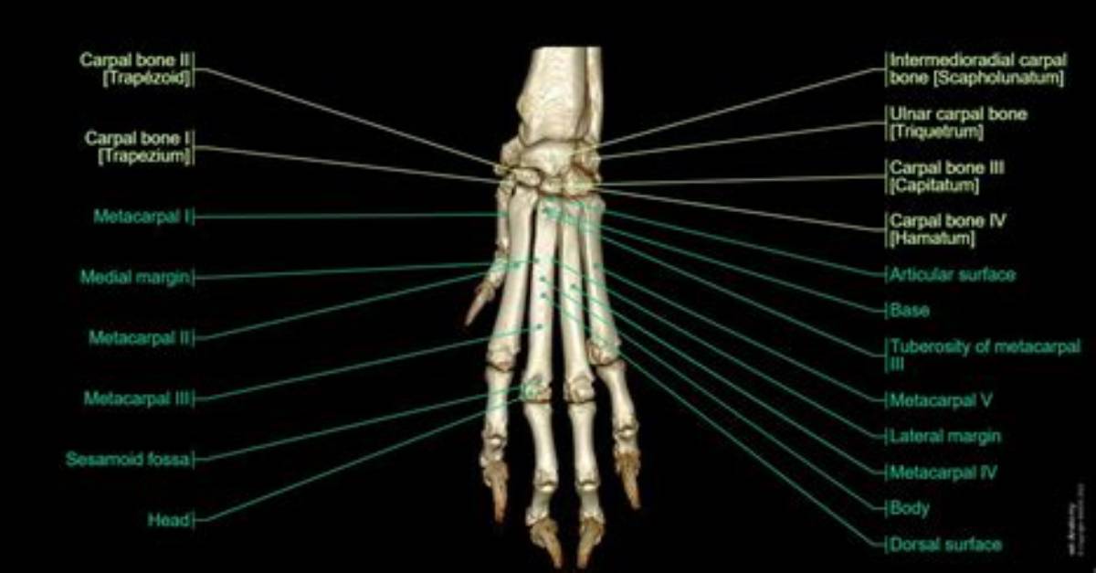 What Is a Dog's Wrist Called?