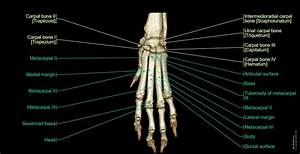 What Is a Dog's Wrist Called?