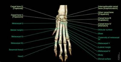 What Is a Dog's Wrist Called?