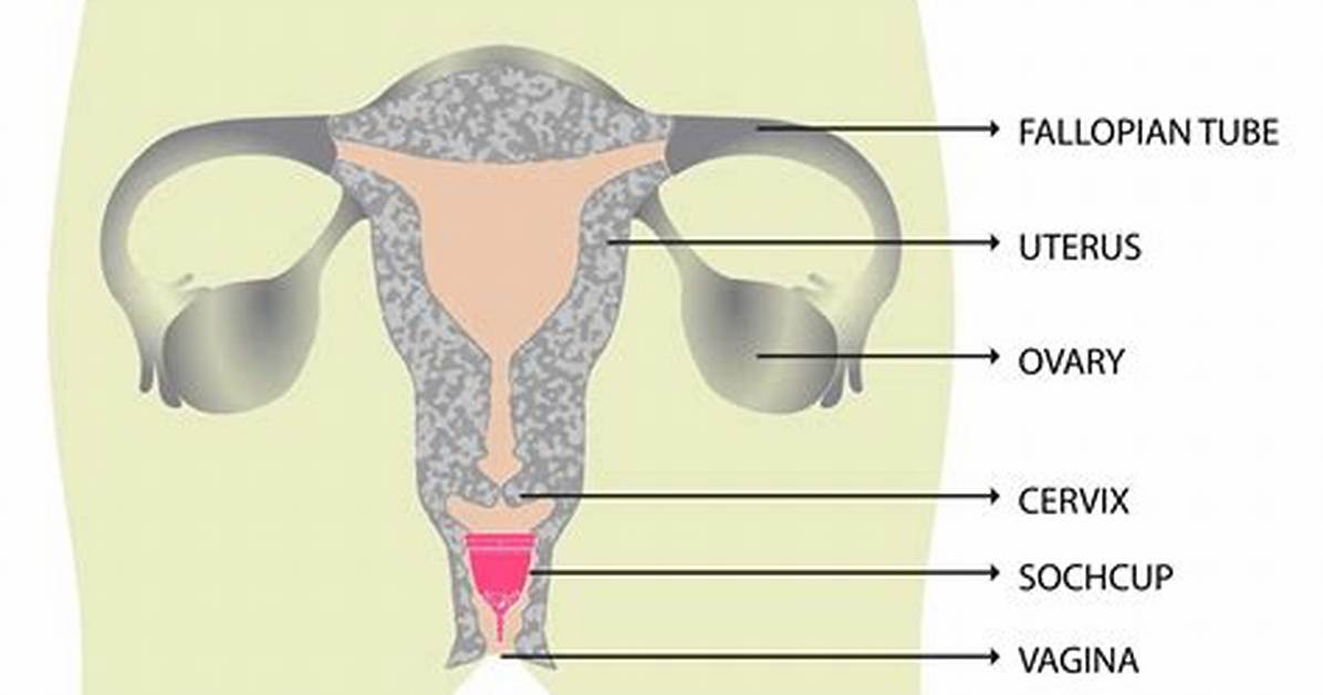 What Is a Female Private Part Doctor Called?