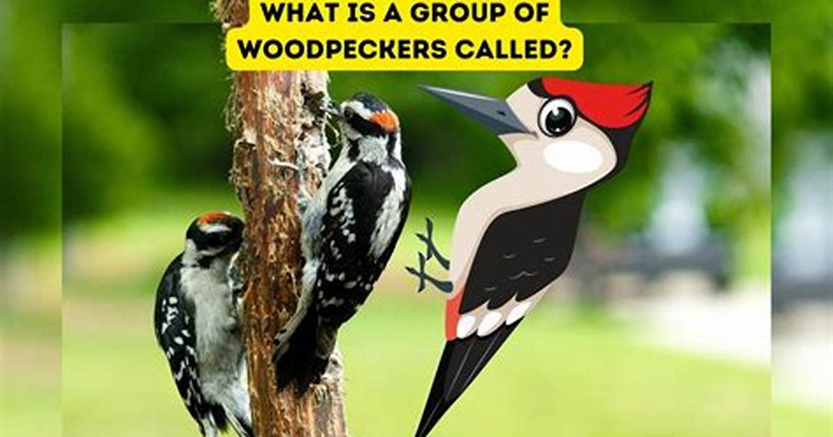 What Is a Group of Woodpeckers Called?