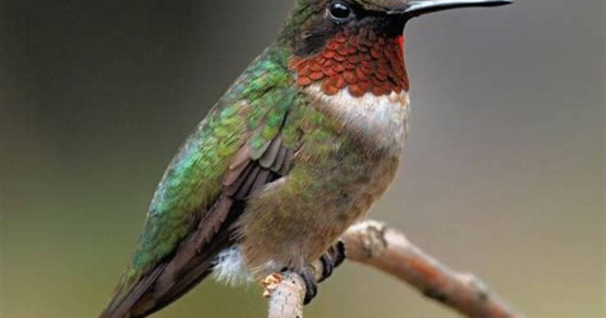 What Is a Hummingbird's Natural Enemy?