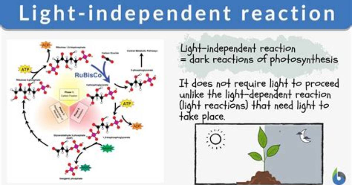 What Is a Light Independent Reaction
