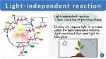 What Is a Light Independent Reaction