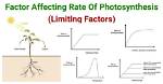 What Is a Limiting Factor to Cell Size