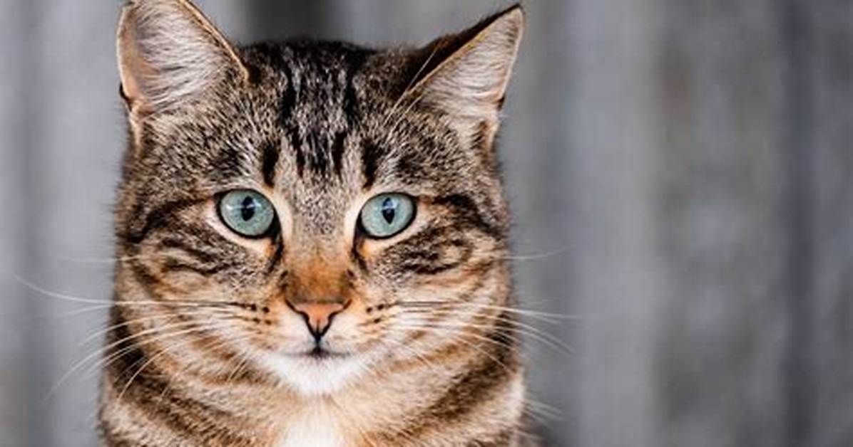 What Is a Mackerel Cat?