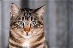 What Is a Mackerel Cat?