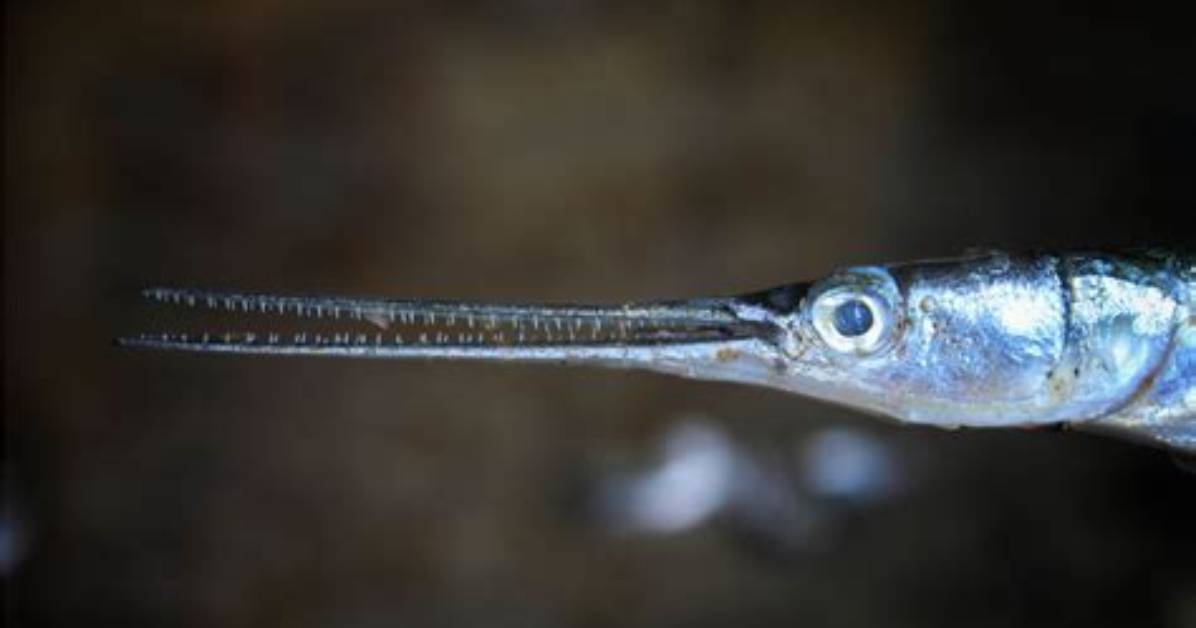 What Is a Needlefish Look Like?