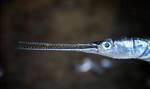 What Is a Needlefish Look Like?