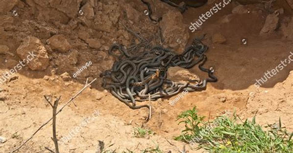 What Is a Nest of Vipers?