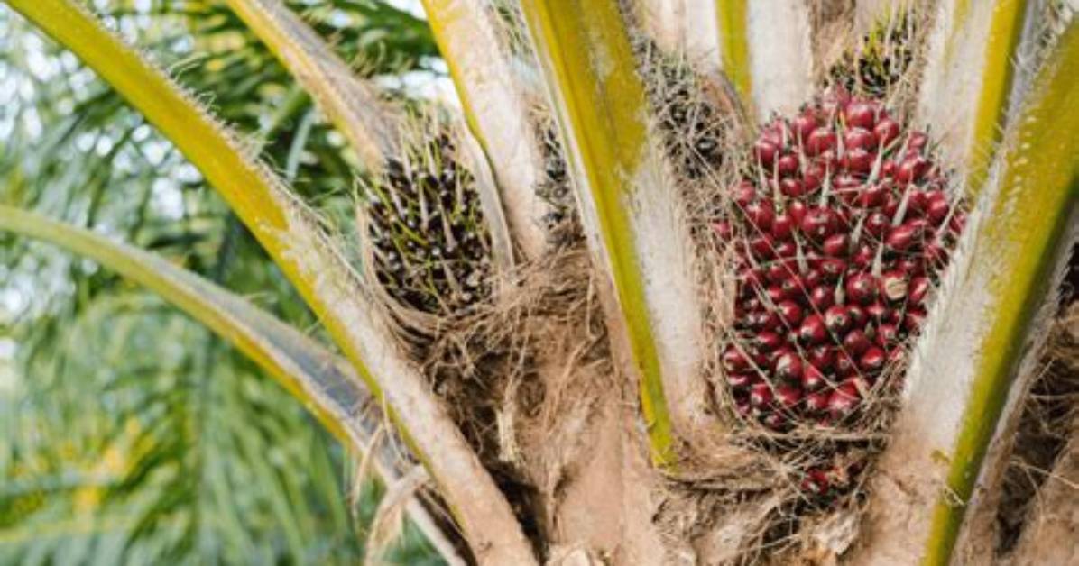 What Is a Palm Nut