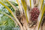What Is a Palm Nut