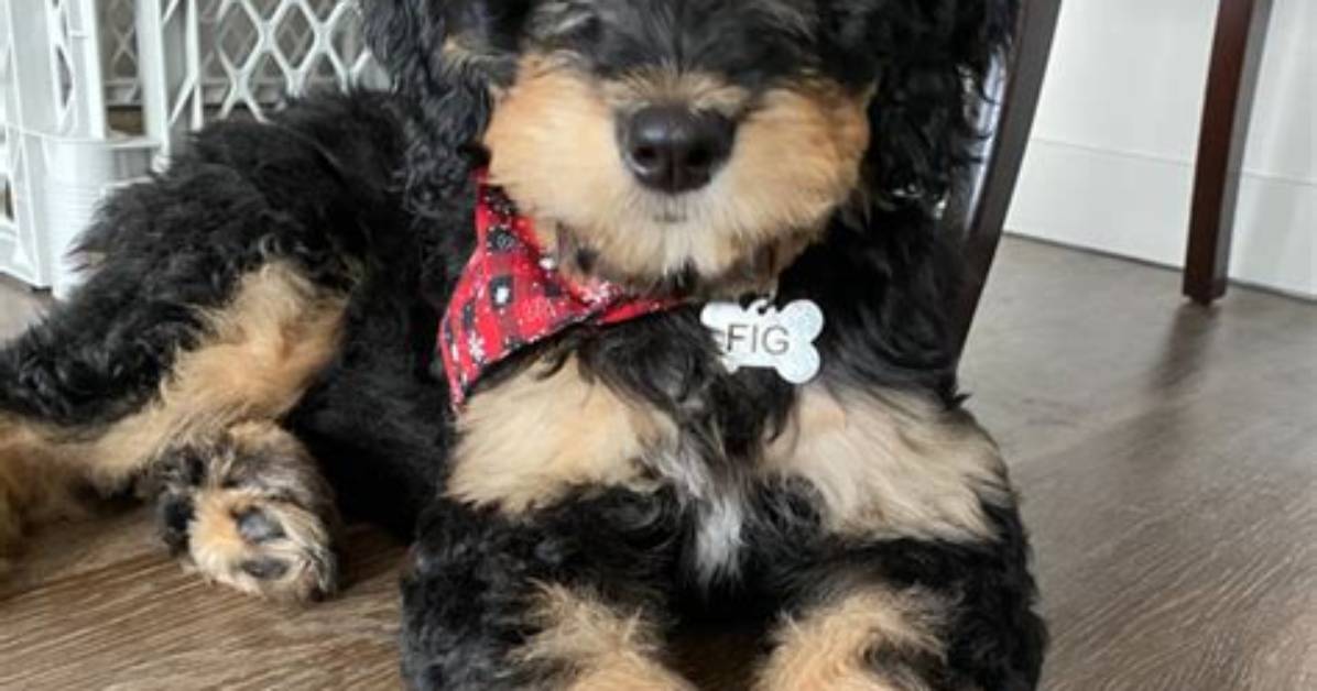 What Is a Phantom Bernedoodle?