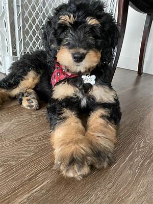 What Is a Phantom Bernedoodle?