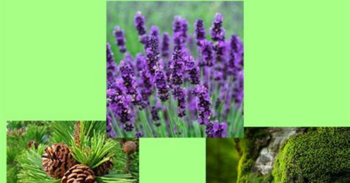 What Is a Producer Why Are Plants Called Producers