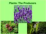 What Is a Producer Why Are Plants Called Producers